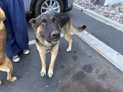Shelter Stray Male Dog last seen REDLANDS/ 4TH, 227 N D St, Perris, CA 92570, USA
