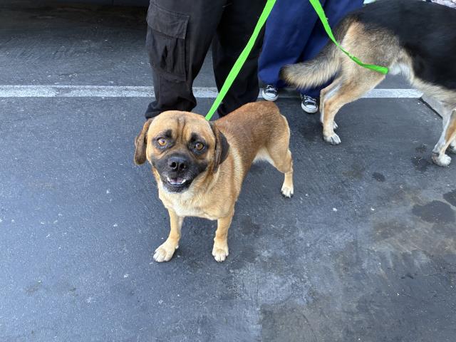 Shelter Stray Male Dog last seen REDLANDS/ 4TH, 227 N D St, Perris, CA 92570, USA
