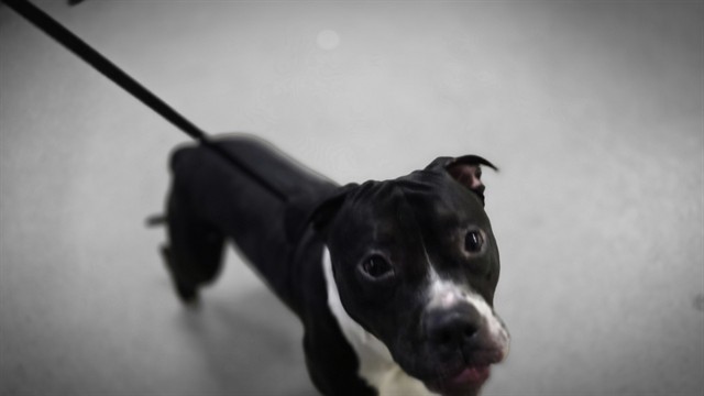 Shelter Stray Male Dog last seen Near BLOCK COLUMBIA AVE, RIVERSIDE CA 92507, 6851 Van Buren Boulevard, Jurupa Valley, CA 92509, USA