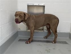 Shelter Stray Male Dog last seen Near BLOCK S ELM AVE FRESNO CA 93706, 5277 E Airways Blvd, Fresno, CA 93727, USA