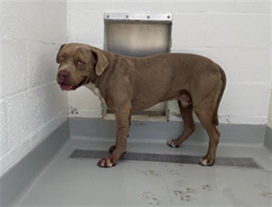 Shelter Stray Male Dog last seen Near BLOCK S ELM AVE FRESNO CA 93706, 5277 E Airways Blvd, Fresno, CA 93727, USA