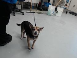 Shelter Stray Female Dog last seen Near BLOCK OWEN DRIVE, 4704 Corporation Dr, Fayetteville, NC 28306, USA