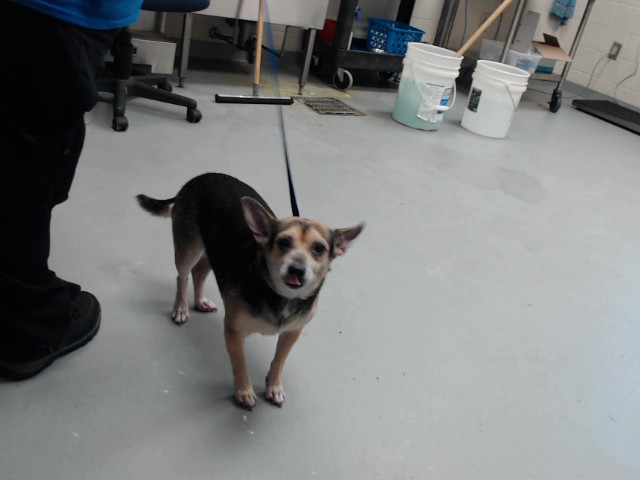 Shelter Stray Female Dog last seen Near BLOCK OWEN DRIVE, 4704 Corporation Dr, Fayetteville, NC 28306, USA