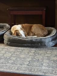 Reunited Female Dog last seen Crooked Rd, Hwy 20, Leon County, FL 32310