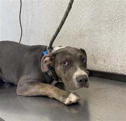 Shelter Stray Male Dog last seen Near BLOCK S ELM AVE FRESNO CA 93706, 5277 E Airways Blvd, Fresno, CA 93727, USA