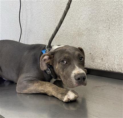Shelter Stray Male Dog last seen Near BLOCK S ELM AVE FRESNO CA 93706, 5277 E Airways Blvd, Fresno, CA 93727, USA