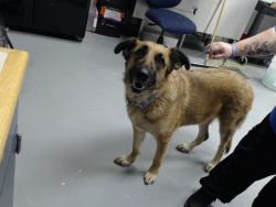 Shelter Stray Female Dog last seen 1054-304 PINEKNOLL DRIVE, 4704 Corporation Dr, Fayetteville, NC 28306, USA