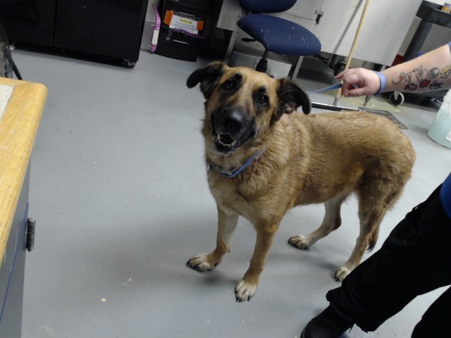 Shelter Stray Female Dog last seen 1054-304 PINEKNOLL DRIVE, 4704 Corporation Dr, Fayetteville, NC 28306, USA