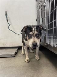 Shelter Stray Female Dog last seen Near BLOCK S ELM AVE FRESNO CA 93706, 5277 E Airways Blvd, Fresno, CA 93727, USA