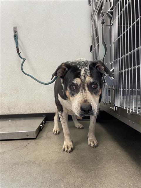 Shelter Stray Female Dog last seen Near BLOCK S ELM AVE FRESNO CA 93706, 5277 E Airways Blvd, Fresno, CA 93727, USA