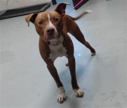 Shelter Stray Male Dog last seen Near MORGANTON RD, FAYETTEVILLE NC 28305, 4704 Corporation Dr, Fayetteville, NC 28306, USA
