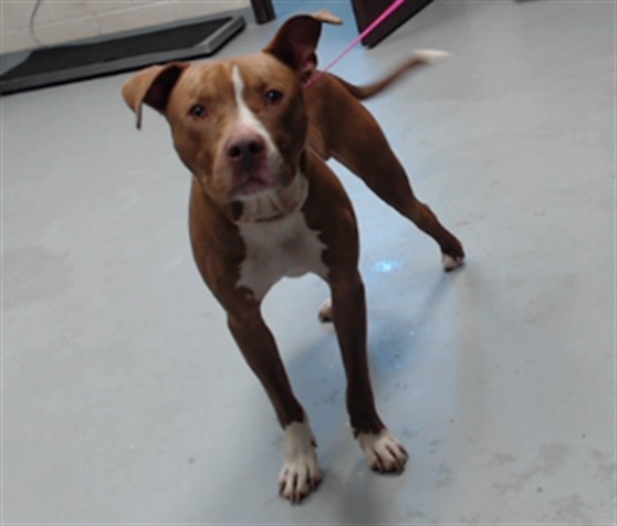 Shelter Stray Male Dog last seen Near MORGANTON RD, FAYETTEVILLE NC 28305, 4704 Corporation Dr, Fayetteville, NC 28306, USA