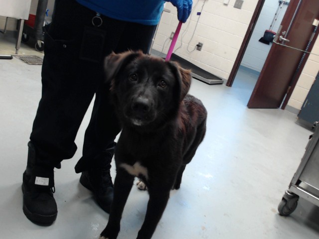 Shelter Stray Female Dog last seen Near BLOCK ROSE MEADOW DR, HOPE MILLS NC 28348, 4704 Corporation Dr, Fayetteville, NC 28306, USA