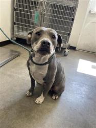Shelter Stray Female Dog last seen Near BLOCK S ELM AVE FRESNO CA 93706, 5277 E Airways Blvd, Fresno, CA 93727, USA