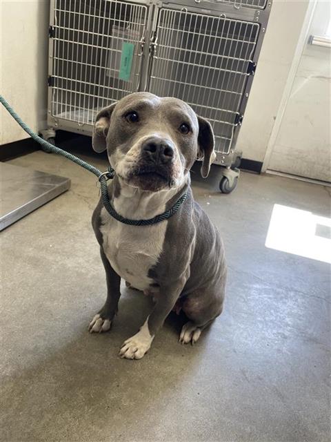 Shelter Stray Female Dog last seen Near BLOCK S ELM AVE FRESNO CA 93706, 5277 E Airways Blvd, Fresno, CA 93727, USA