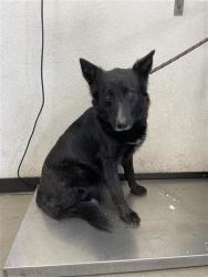 Shelter Stray Female Dog last seen Near BLOCK S ELM AVE FRESNO CA 93706, 5277 E Airways Blvd, Fresno, CA 93727, USA