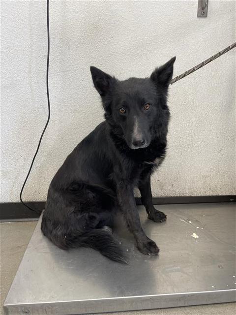 Shelter Stray Female Dog last seen Near BLOCK S ELM AVE FRESNO CA 93706, 5277 E Airways Blvd, Fresno, CA 93727, USA