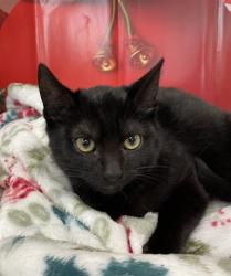Shelter Stray Female Cat last seen , West Valley Animal Shelter, 20655 Plummer St, Chatsworth, CA 91311, USA