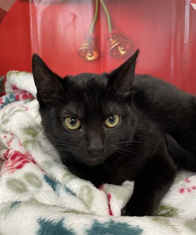 Shelter Stray Female Cat last seen , West Valley Animal Shelter, 20655 Plummer St, Chatsworth, CA 91311, USA