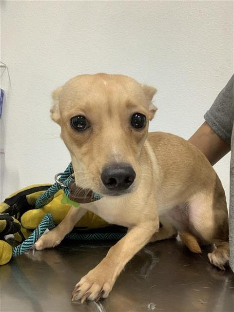 Shelter Stray Female Dog last seen Near BLOCK E BELMONT AVE, FRESNO CA 93702 1902, 5277 E Airways Blvd, Fresno, CA 93727, USA