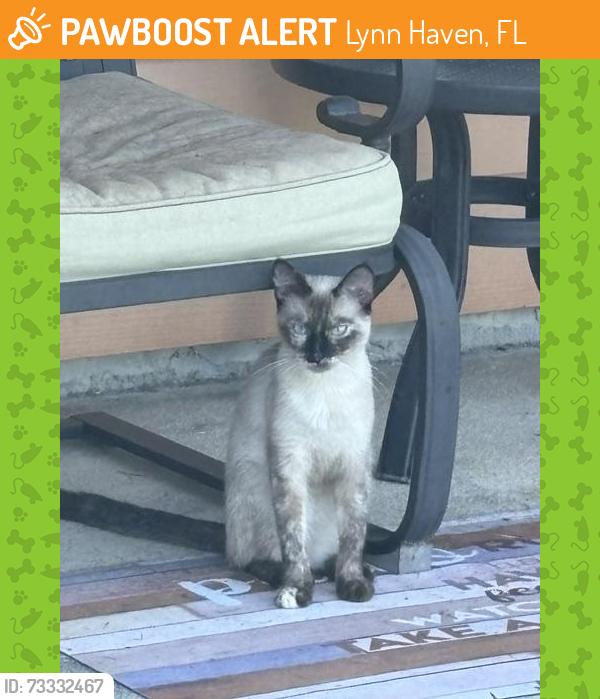 Found/Stray Unknown Cat last seen Pine Forest Drive and Redbird, Lynn Haven, FL 32444