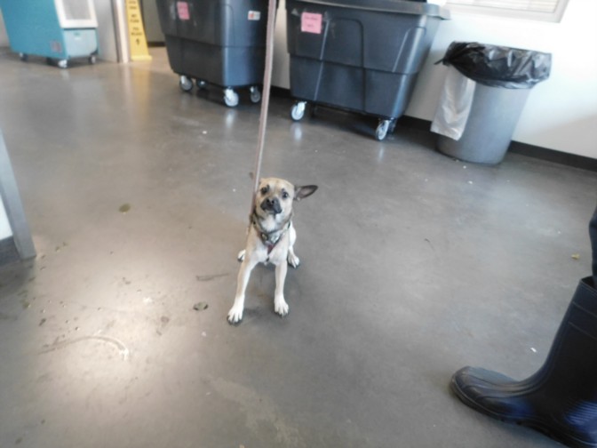 Shelter Stray Male Dog last seen , West Valley Animal Shelter, 20655 Plummer St, Chatsworth, CA 91311, USA