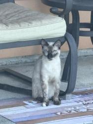 Found/Stray Unknown Cat last seen Pine Forest Drive and Redbird, Lynn Haven, FL 32444