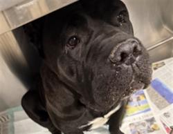 Shelter Stray Female Dog last seen , West Valley Animal Shelter, 20655 Plummer St, Chatsworth, CA 91311, USA
