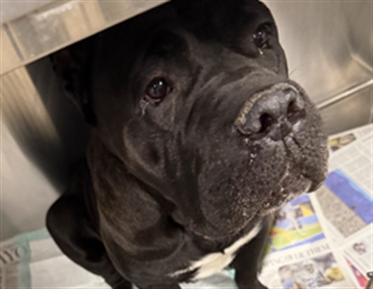 Shelter Stray Female Dog last seen , West Valley Animal Shelter, 20655 Plummer St, Chatsworth, CA 91311, USA