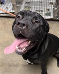 Shelter Stray Male Dog last seen , West Valley Animal Shelter, 20655 Plummer St, Chatsworth, CA 91311, USA