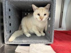 Shelter Stray Male Cat last seen Near BLOCK QUERIDA DR, COLORADO SPRINGS CO 80909, 610 Abbot Ln, Colorado Springs, CO 80905, USA