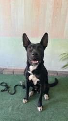 Shelter Stray Male Dog last seen , 4275 Elton St, Baldwin Park, CA 91706, USA
