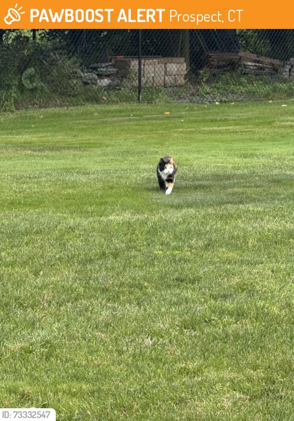 Found/Stray Female Cat last seen In my backyard, Prospect, CT 06712