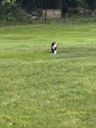 Found/Stray Female Cat last seen In my backyard, Prospect, CT 06712