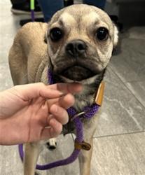 Shelter Stray Female Dog last seen UNKNOWN, 2080 S Quebec St, Denver, CO 80231, USA