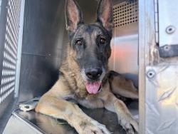 Shelter Stray Male Dog last seen W THOMAS RD AND N 91ST AVE, 2500 S 27th Ave, Phoenix, AZ 85009, USA