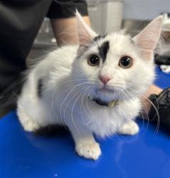 Shelter Stray Female Cat last seen Near BLOCK S 27TH AVE, 2500 S 27th Ave, Phoenix, AZ 85009, USA