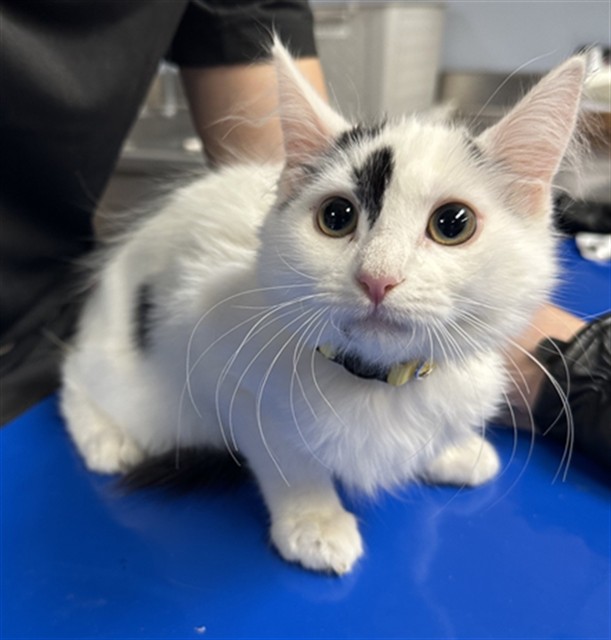 Shelter Stray Female Cat last seen Near BLOCK S 27TH AVE, 2500 S 27th Ave, Phoenix, AZ 85009, USA
