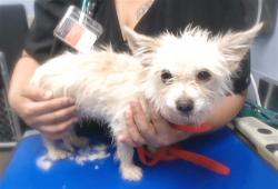 Shelter Stray Female Dog last seen MONTEBELLO AVE AND 67TH DR, 2500 S 27th Ave, Phoenix, AZ 85009, USA