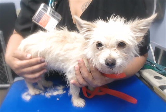 Shelter Stray Female Dog last seen MONTEBELLO AVE AND 67TH DR, 2500 S 27th Ave, Phoenix, AZ 85009, USA