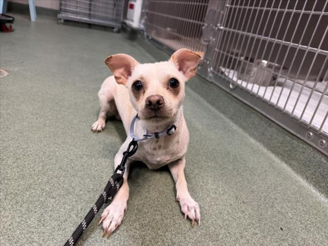 Shelter Stray Male Dog last seen Near BLOCK CAMINO CARLOS REY SANTA FE NM 87507, 100 Caja Del Rio Rd, Santa Fe, NM 87507, USA