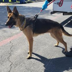 Shelter Stray Female Dog last seen N IH 35, 4710 TX-151, San Antonio, TX 78227, USA