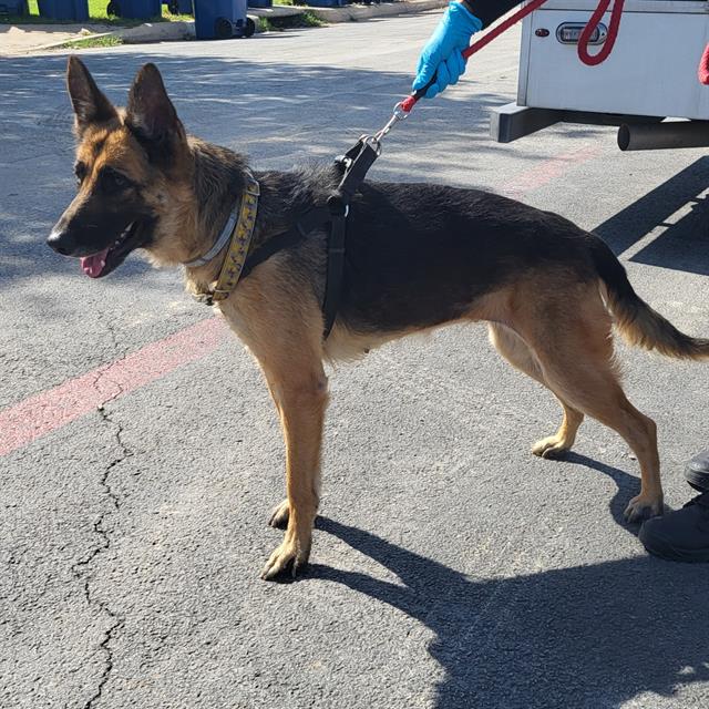 Shelter Stray Female Dog last seen N IH 35, 4710 TX-151, San Antonio, TX 78227, USA