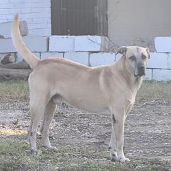 Shelter Stray Male Dog last seen Near BLOCK OF WESTFIELD, 4710 TX-151, San Antonio, TX 78227, USA