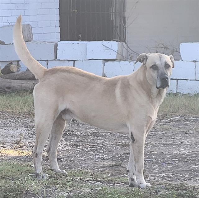 Shelter Stray Male Dog last seen Near BLOCK OF WESTFIELD, 4710 TX-151, San Antonio, TX 78227, USA