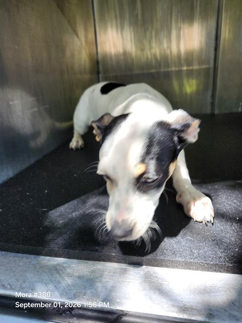 Shelter Stray Female Dog last seen Near BLOCK MEADOW RANGE, 4710 TX-151, San Antonio, TX 78227, USA