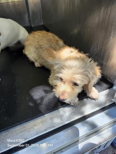 Shelter Stray Female Dog last seen Near BLOCK MEADOW RANGE, 4710 TX-151, San Antonio, TX 78227, USA