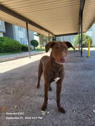 Shelter Stray Male Dog last seen W MILITARY, 4710 TX-151, San Antonio, TX 78227, USA