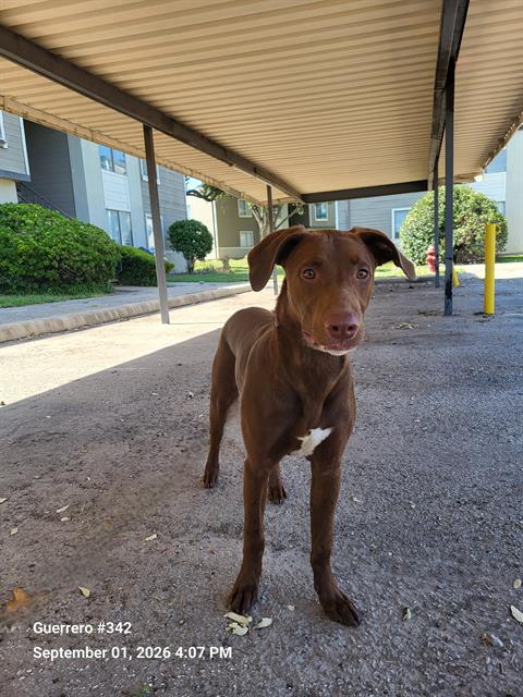 Shelter Stray Male Dog last seen W MILITARY, 4710 TX-151, San Antonio, TX 78227, USA