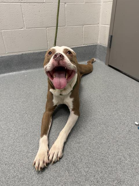 Shelter Stray Male Dog last seen Near, 2600 S Harding St, Indianapolis, IN 46221, USA